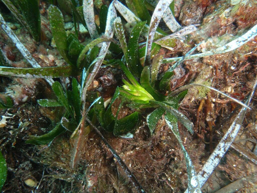 mare di posidonia