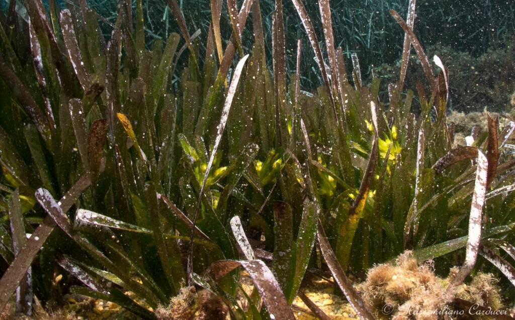 mare di posidonia