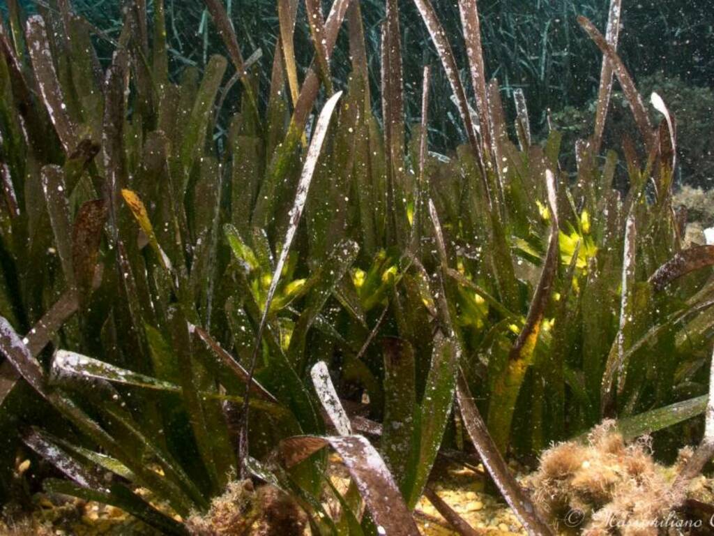 mare di posidonia