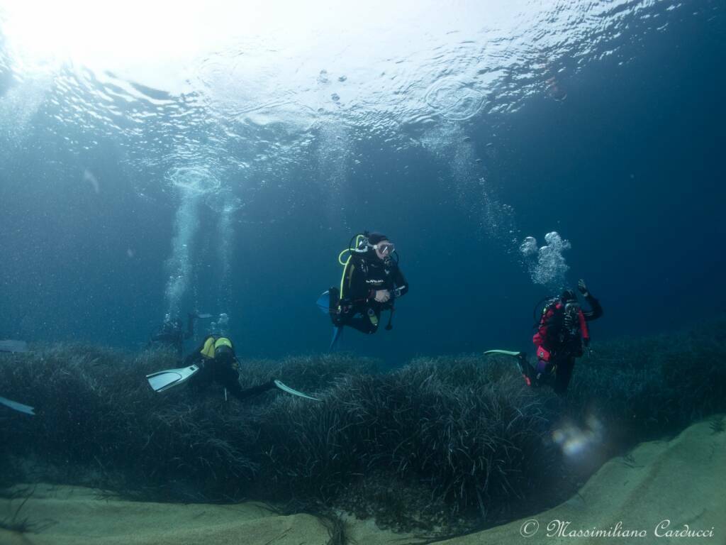 mare di posidonia