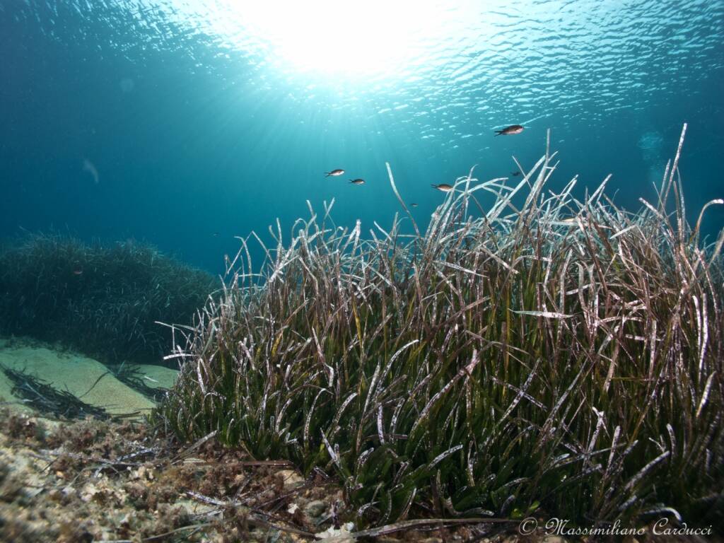 mare di posidonia